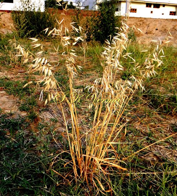  Plant